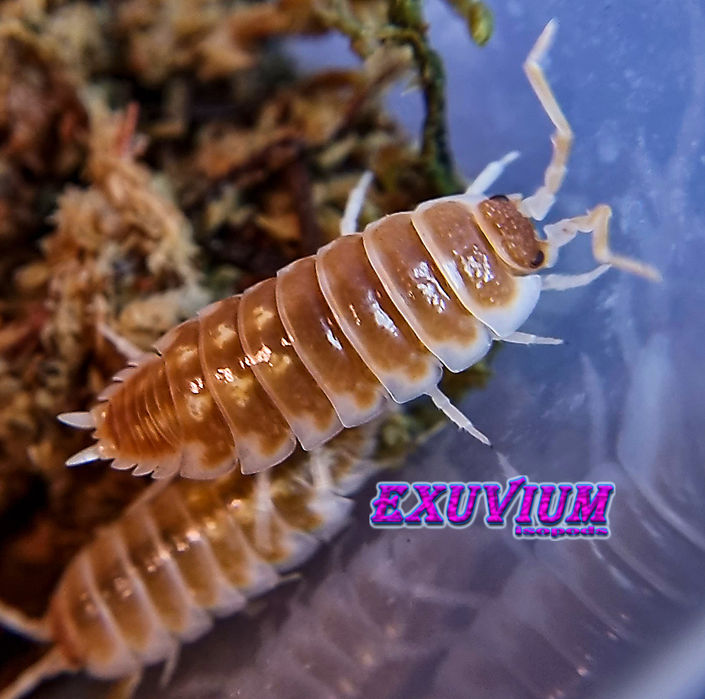 porcellio ornatus tangerine dream, isopods for sale, available