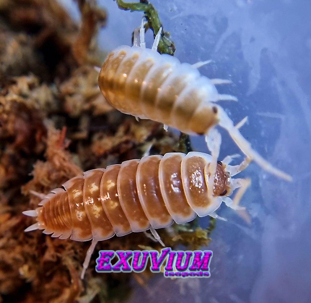 Porcellio pseudornatus tangerine dream, ornatus, isopods for sale, in stock, available