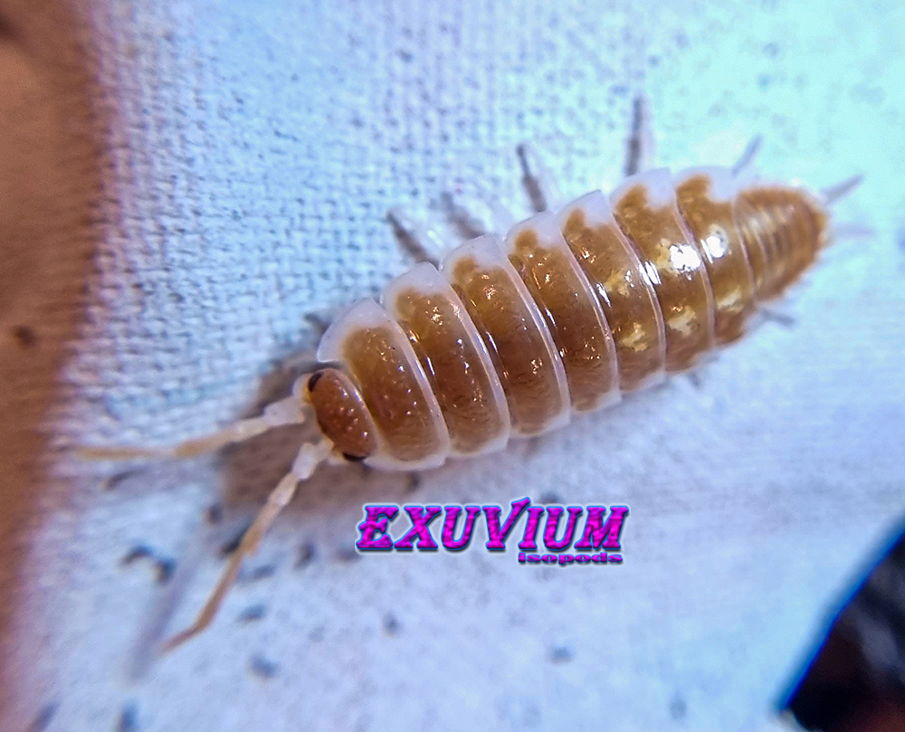 Porcellio pseudornatus tangerine dream, ornatus, isopods for sale, in stock, available