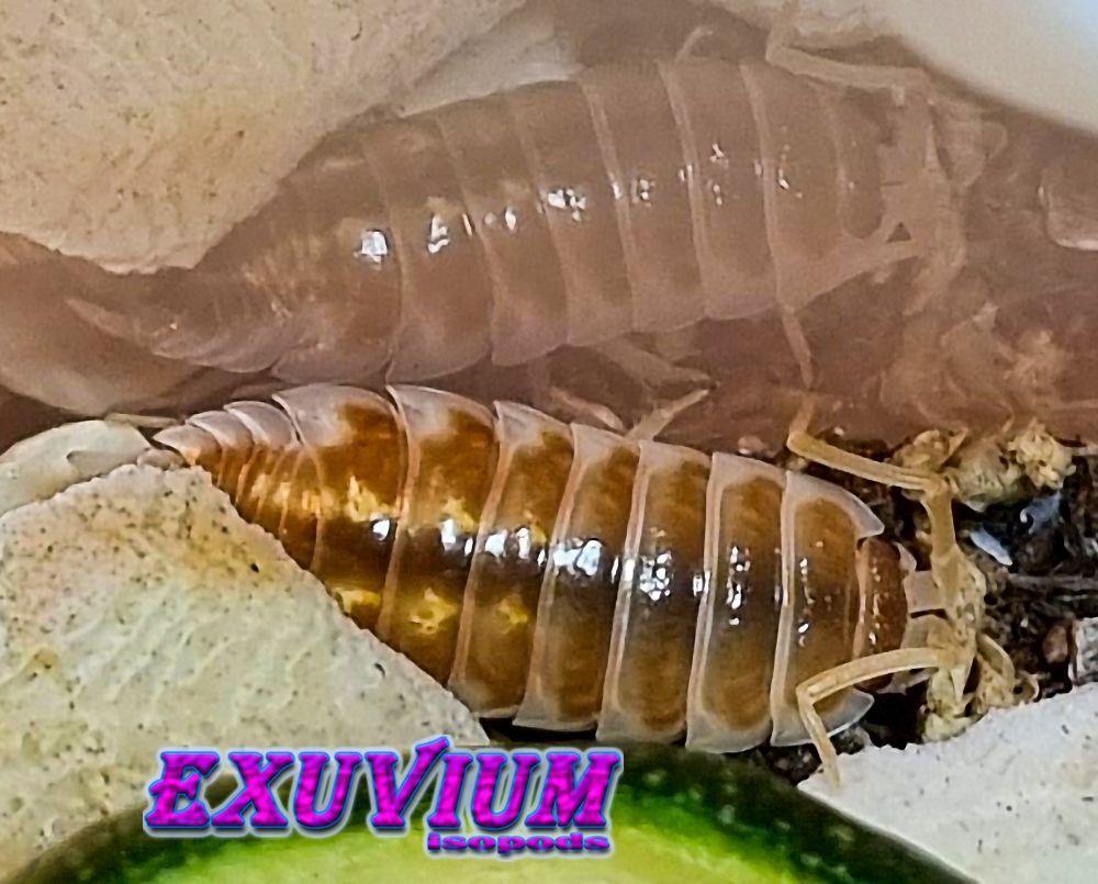 Porcellio pseudornatus tangerine dream, ornatus, isopods for sale, in stock, available
