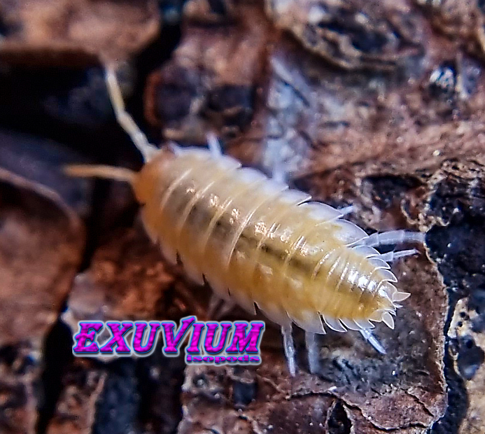 Porcellio pseudornatus tangerine dream, ornatus, isopods for sale, in stock, available