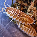 Porcellio pseudornatus 'Tangerine Dream'