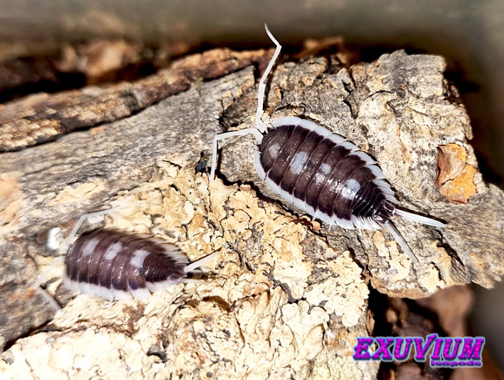 Porcellio succinctus pastel giant, isopods for sale, in stock, available