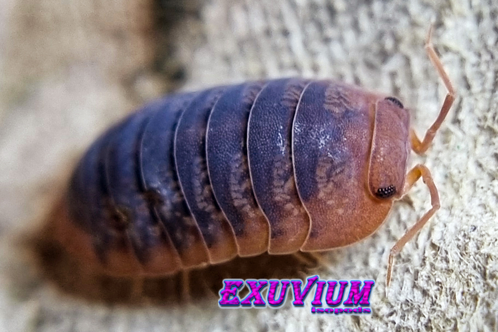 merulanella spec red side, isopods for sale, available