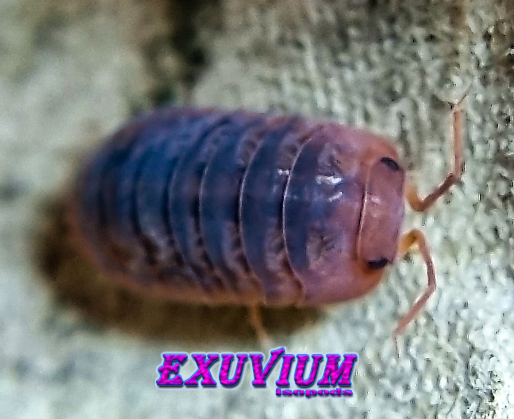 Sinodillo sp red head, China, Vietnam, isopods for sale
