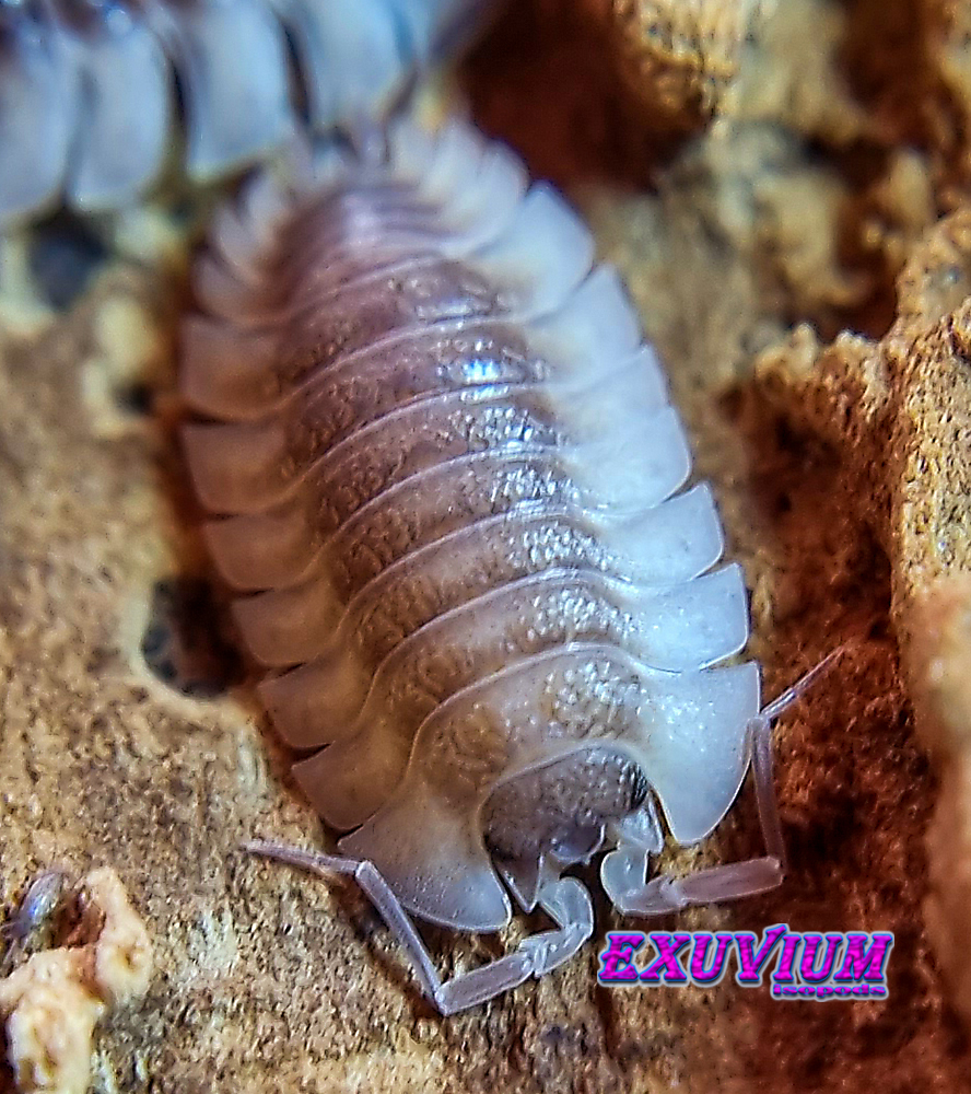 Trachelipus trilobatus, isopods for sale
