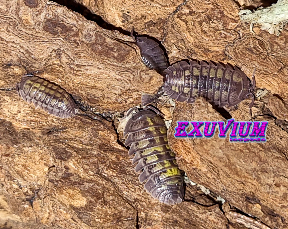 Armadillidium granulatum lemon, isopods for sale