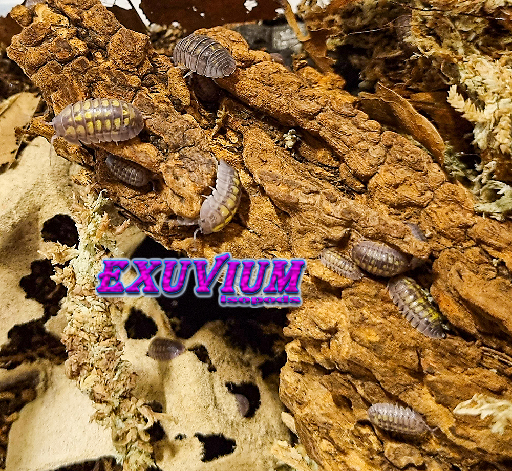 Armadillidium granulatum lemon, isopods for sale