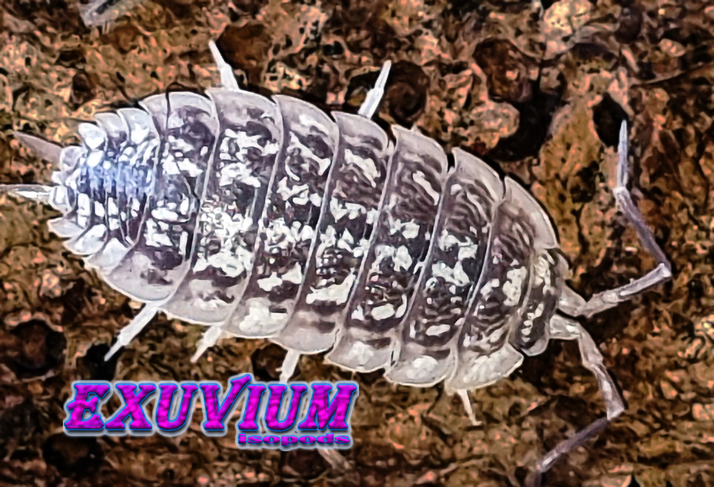 porcellio haasi light, light form, bright, isopods for sale, available, in stock