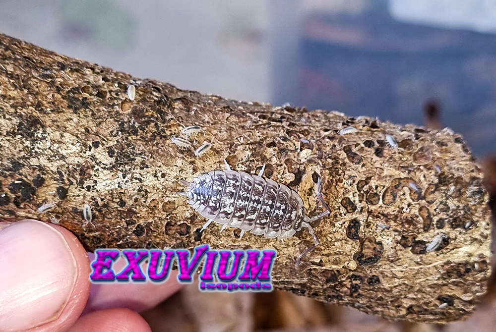 porcellio haasi light, light form, bright, isopods for sale, available, in stock