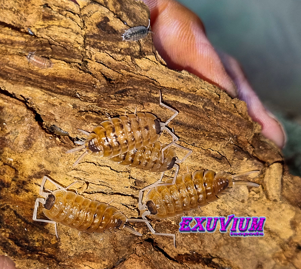 porcellio nicklesi orange blaze, isopods for sale, in stock, available