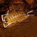 Porcellio nicklesi 'Orange Blaze'