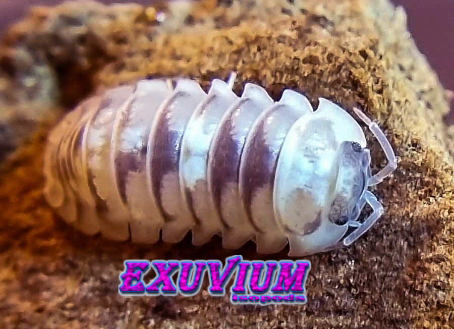 Armadillidium espanyoli marbleized, marbelized isopods for sale