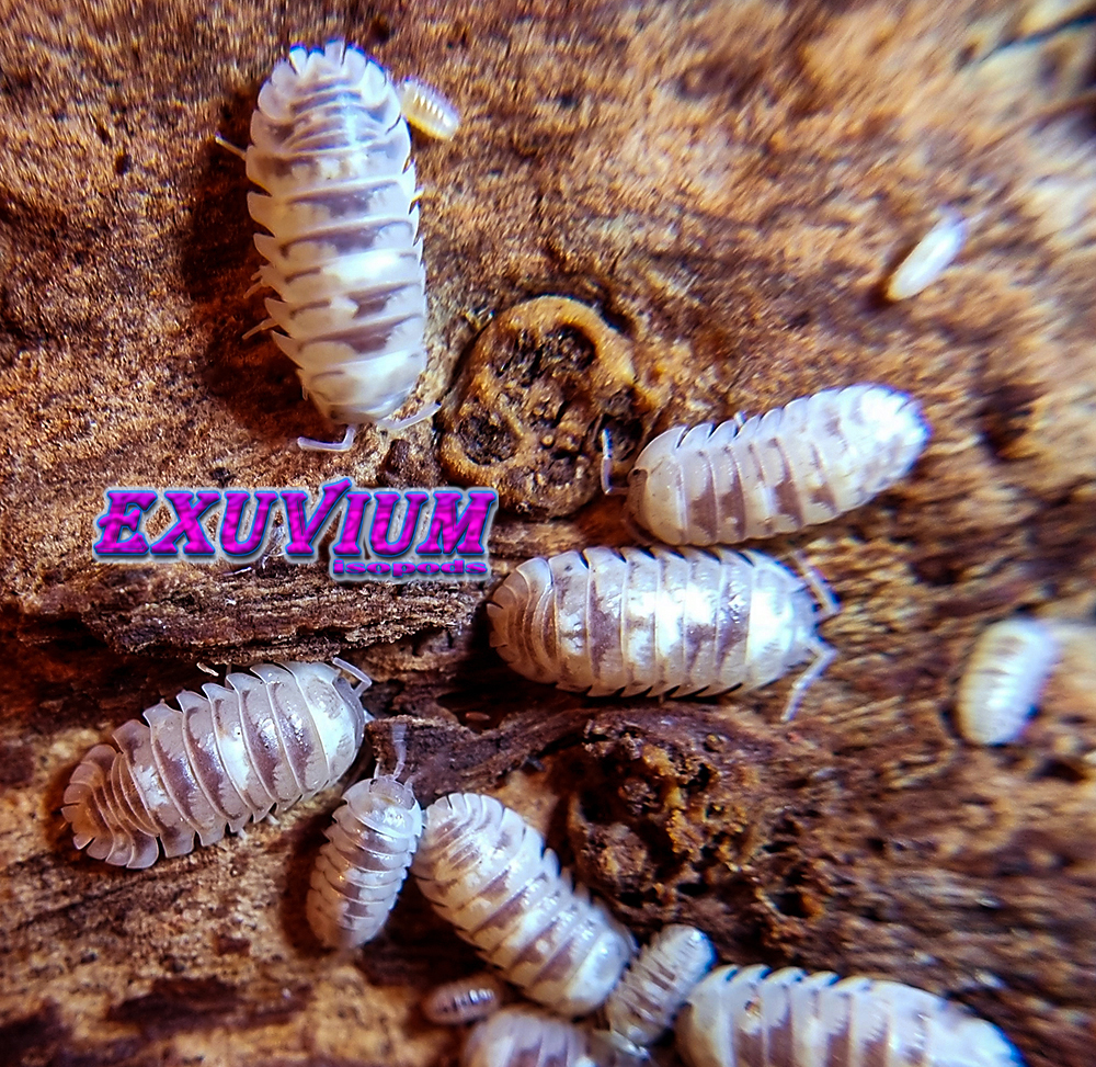 Armadillidium espanyoli marbleized, marbelized isopods for sale