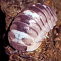 Armadillidium espanyoli Marbleized marbelized, isopods for sale