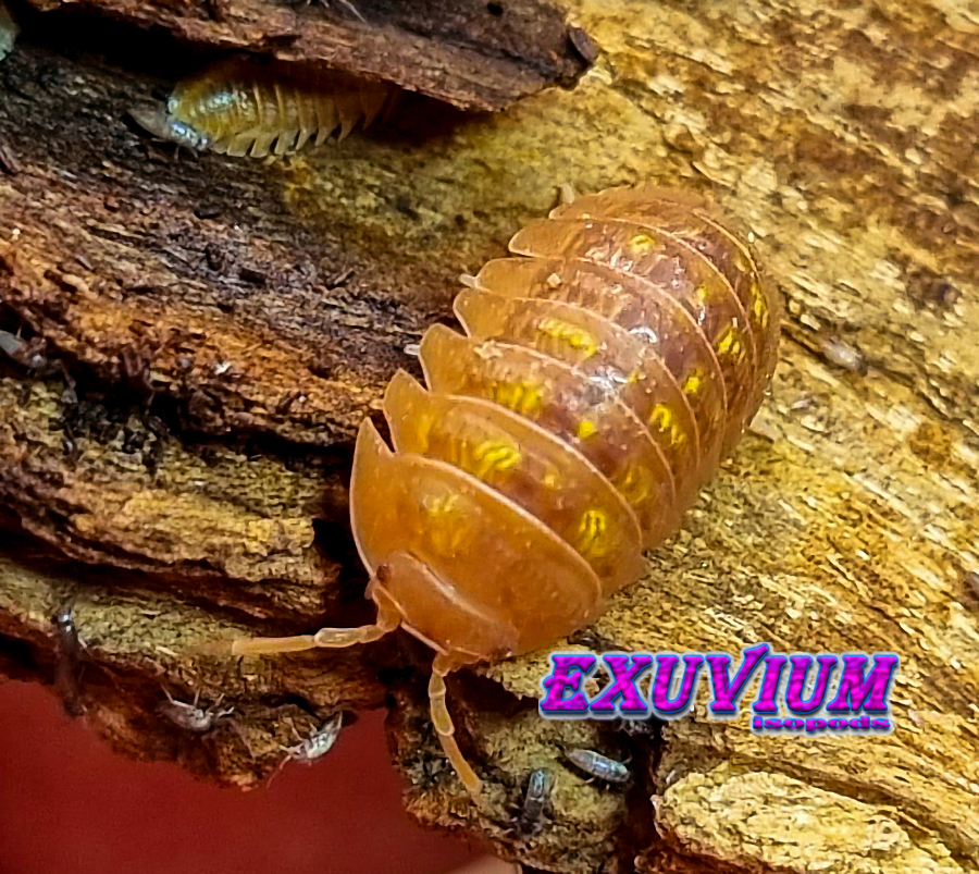 Armadillidium granulatum Naranjito, isopods for sale, in stock, available