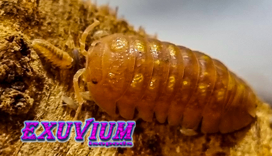 Armadillidium granulatum Naranjito, isopods for sale