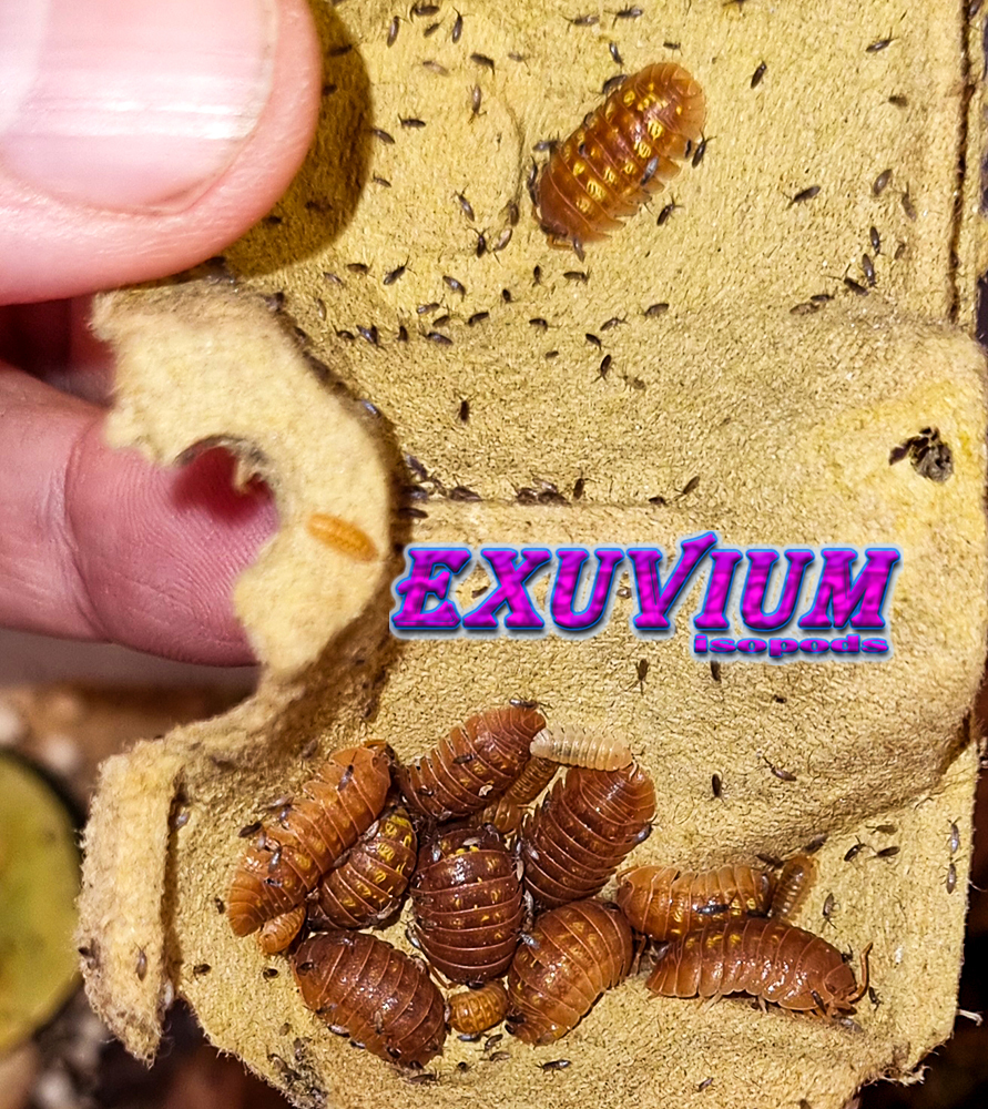 Armadillidium granulatum Naranjito, isopods for sale