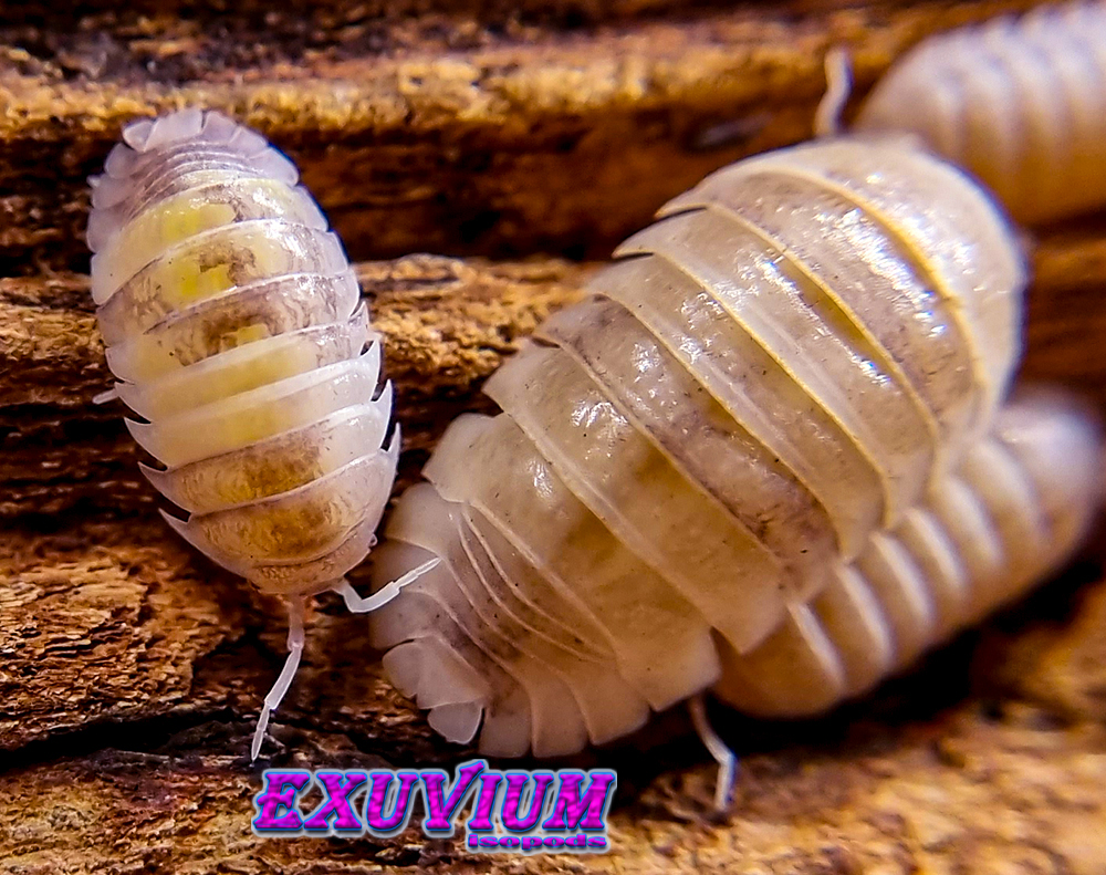 Armadillidium granulatum white pearl koi, isopods for sale, in stock, available, granulated pill woodlouse