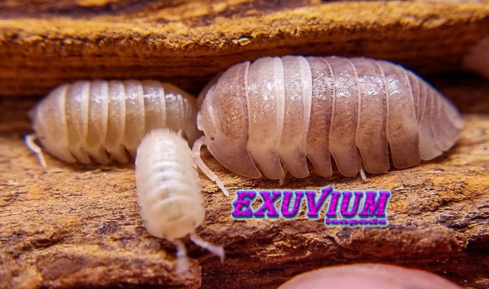 Armadillidium granulatum white pearl koi, isopods for sale