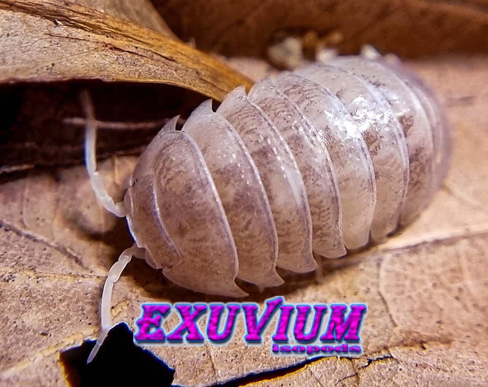 Armadillidium granulatum white pearl koi, isopods for sale