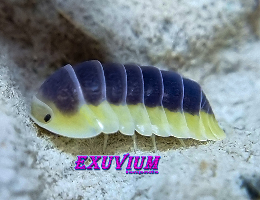 Cubaris spec lemon blue Thailand isopod, isopods for sale, in stock, available