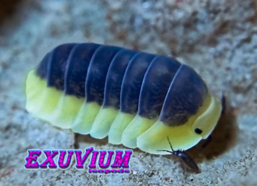 Cubaris lemon blue, isopods for sale, in stock, available
