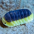 Cubaris sp lemon blue, isopods for sale