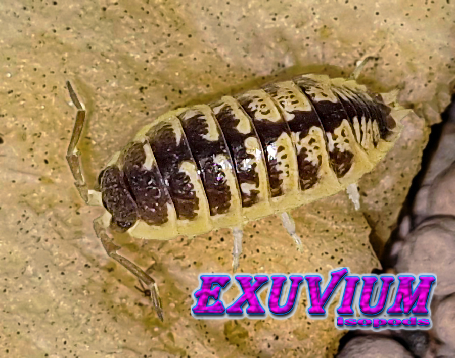 porcellio ornatus yellow chocolate, isopods for sale, in stock, available