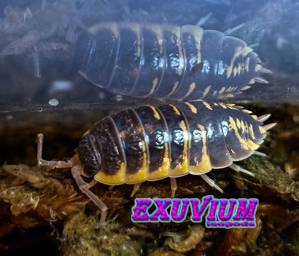 porcellio ornatus yellow chocolate, isopods for sale, in stock, available