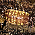Porcellio ornatus 'Yellow Chocolate'