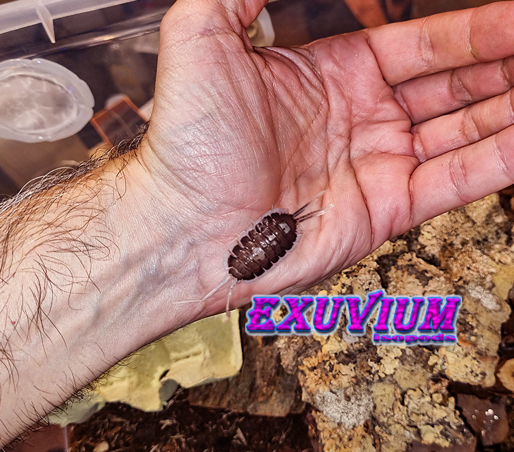 Porcellio succinctus pastel giant, isopods for sale, in stock, available