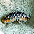 Armadillidium klugii ‘Dubrovnik’ (Dubrovnik Clown Isopod) – Exuvium