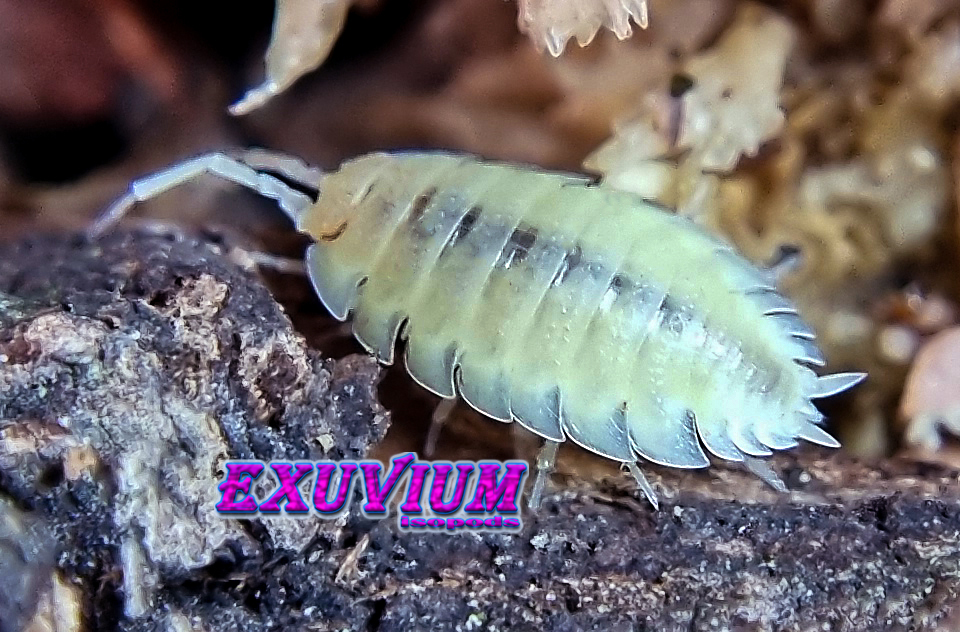 porcellio scaber whiteout, white out, isopods for sale, in stock, available