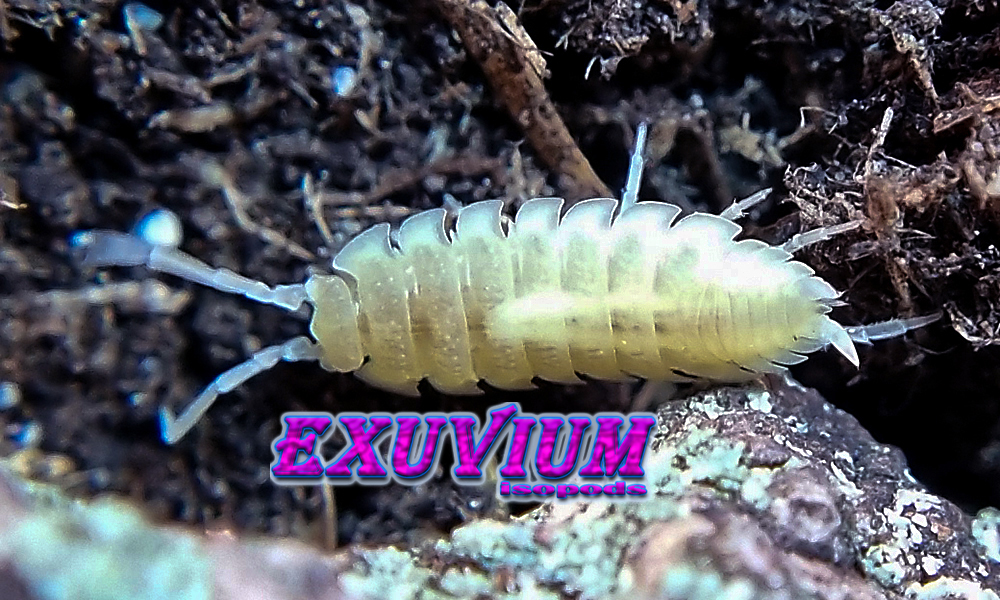 porcellio scaber whiteout, white out, isopods for sale, in stock, available
