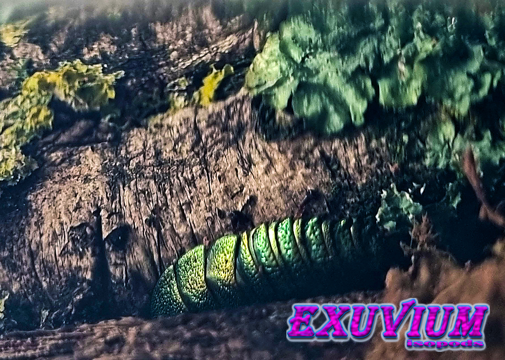 corydidarum magnifica, pseudoglomeris, asian emerald roach, pet roach, isopods for sale, in stock, available