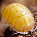 Armadillidium vulgare gold, isopods for sale