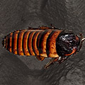 Elliptorhina javanica, roaches for sale, available, in stock