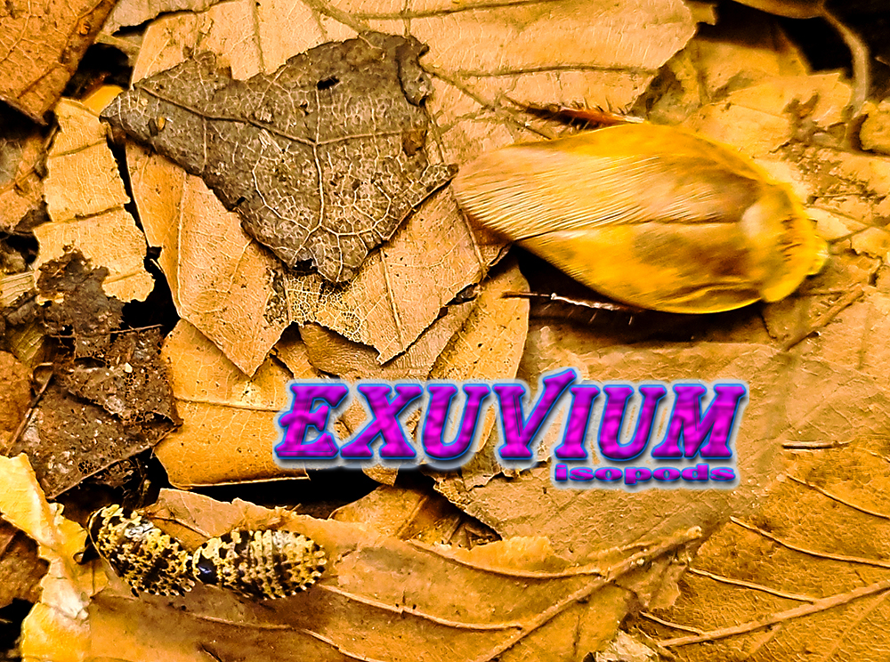 Gyna lurida yellow, roaches for sale, in stock, available