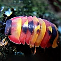Merulanella sp blister, isopods for sale