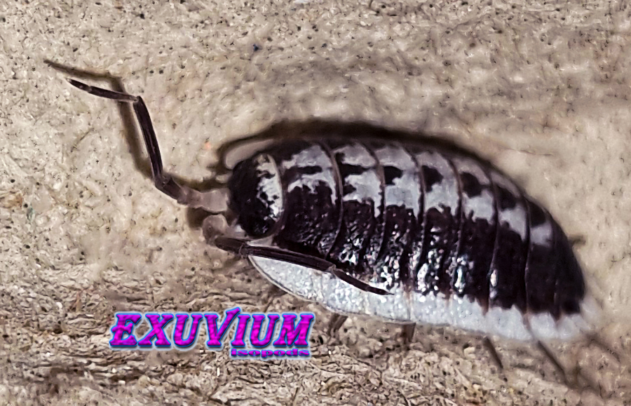 porcellio flavomarginatus, isopods for sale, in stock, available
