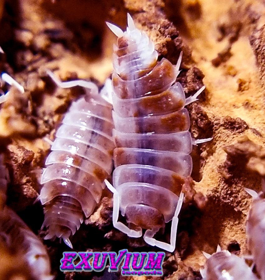 Porcellionides pruinosus red koi isopods for sale, in stock, available