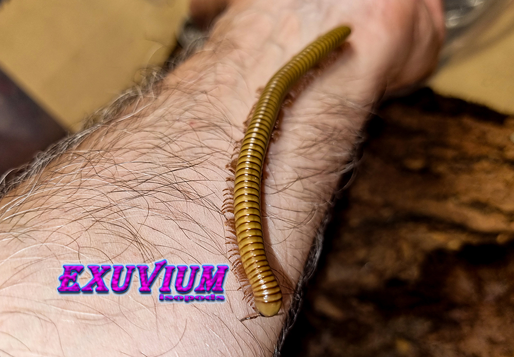 Analocostreptus gregorius, Spirostreptus, African olive millipede, for sale, in stock, available