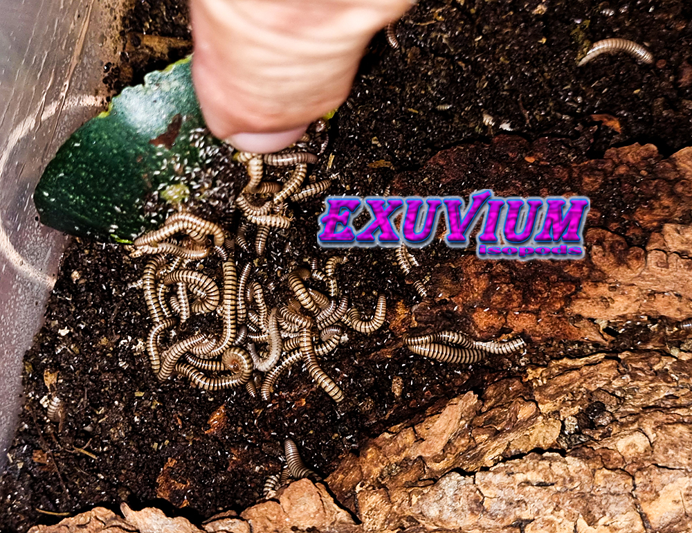 Analocostreptus gregorius, Spirostreptus, African olive millipede, for sale