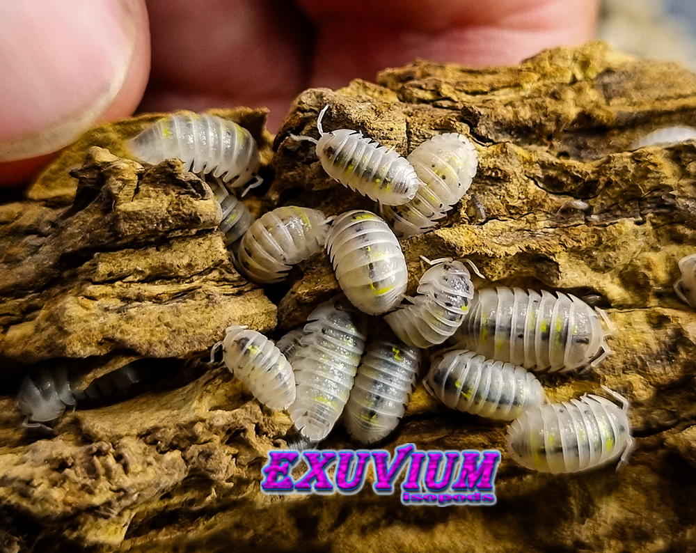 Armadillidium granulatum ‘Magic Potion’ – Exuvium Isopods