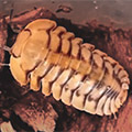 Cubaris sp honeymoon tiger, isopods for sale