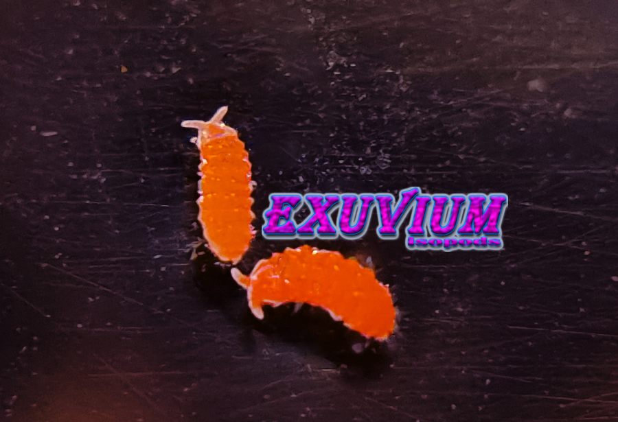 Yuukianura aphoruroides (Orange Springtails) – Exuvium Isopods