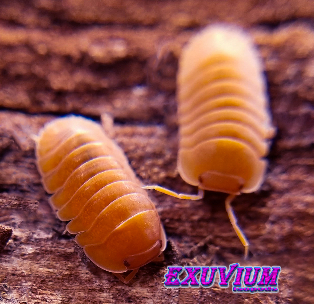 Cubaris giant mandarin, isopods for sale