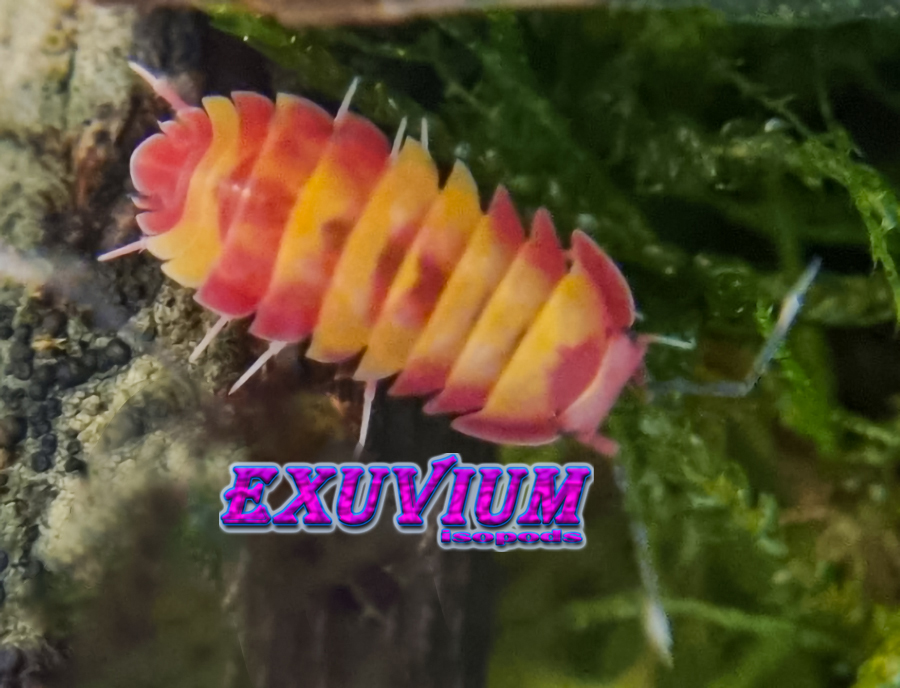 Merulanella spp reassessment, revision to Ardeniella spp