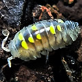 Schizidium rausi, isopods for sale
